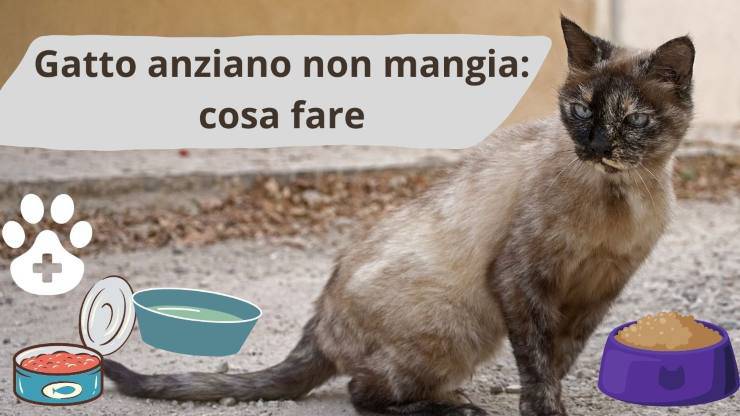 Inapetencia del gato anciano