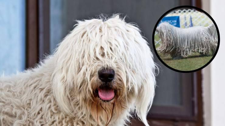 Cómo peinar y lavar un Komondor Cura del pelo del Komondor