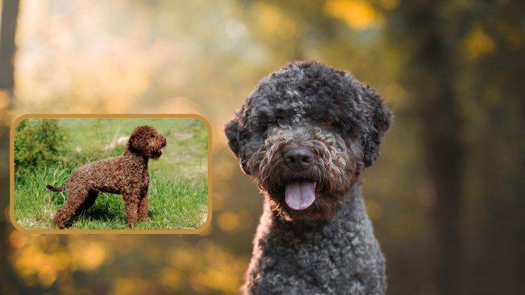 Cómo mantener el pelaje del Lagotto Romagnolo limpio y en buen estado Cuidado del pelaje Lagotto Romagnolo