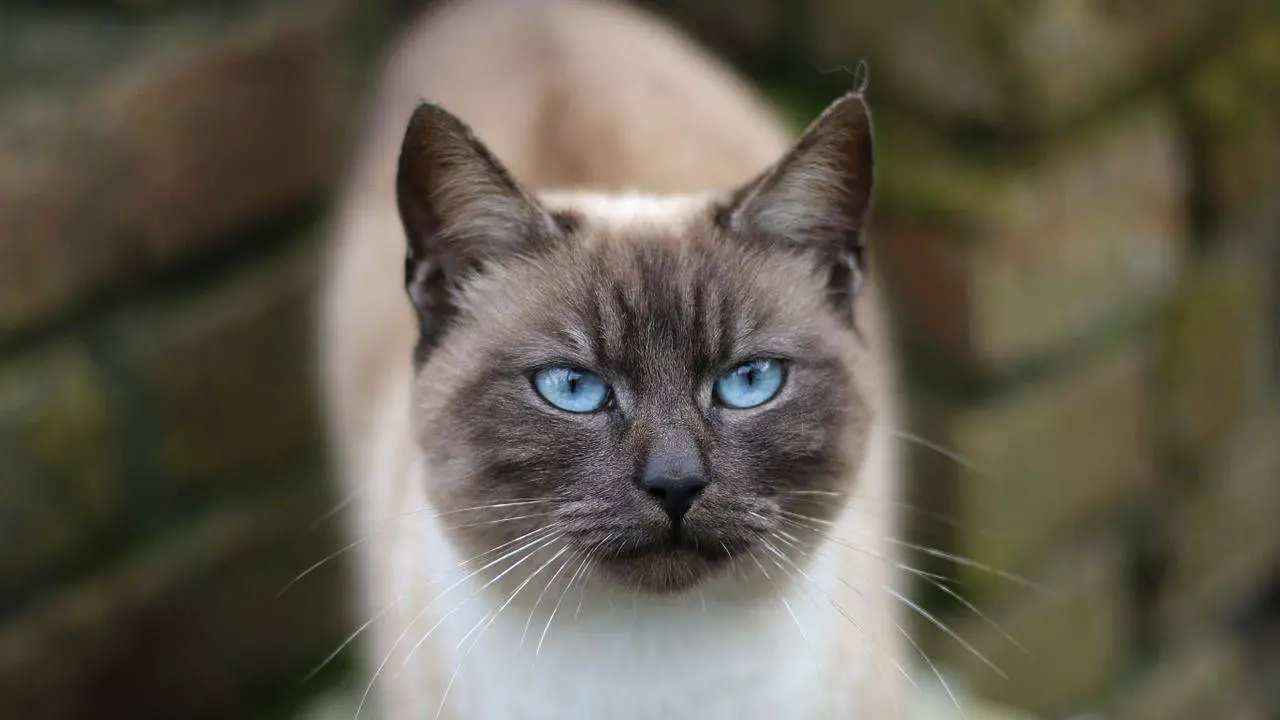 cuidado del gato tailandés