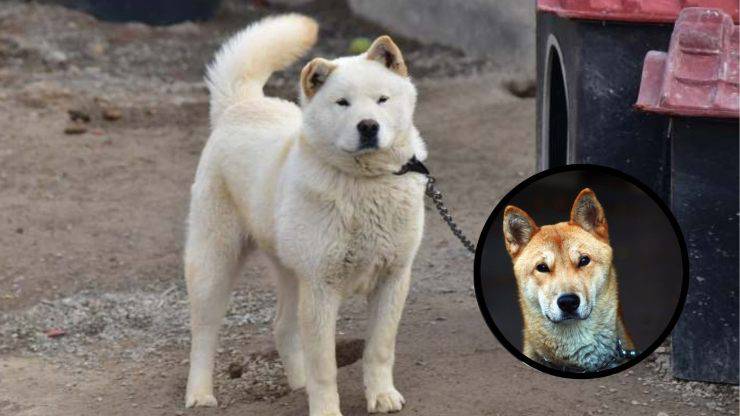 Cómo cuidar el pelaje del Perro Jindo de Corea Cura del pelo del Korea Jindo Dog