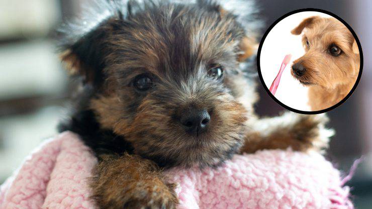 higiene bucal del norfolk terrier