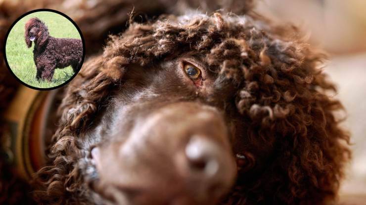 Cómo cuidar el pelaje del Irish Water Spaniel Cuidado del pelaje del Irish Water Spaniel