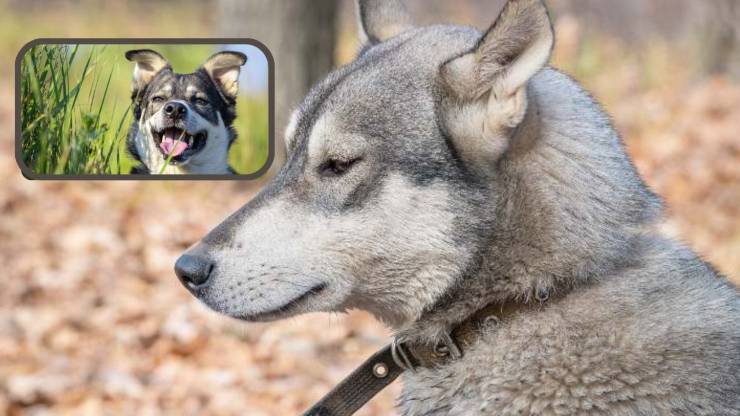 Cómo cuidar el pelaje del Laika de Siberia Occidental Cuidado del pelaje del Laika de Siberia Occidental