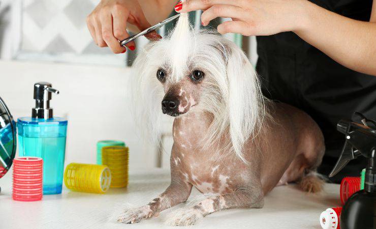 perro crestado chino cura del pelo
