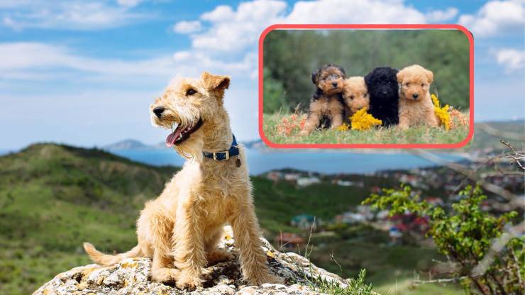 Todos los secretos de la raza Lakeland Terrier Curiosidades sobre el Lakeland Terrier
