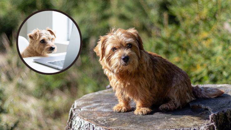 Terrier norfolk.