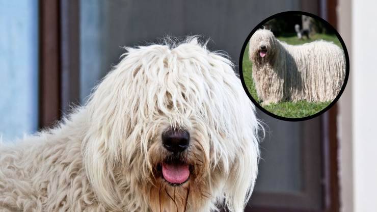 Todos los secretos sobre el Komondor para saber Curiosidades sobre el Komondor