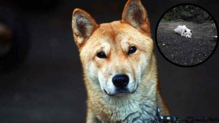 Lo que se sabe del Perro Jindo de Corea Curiosidades sobre el Perro Jindo de Corea