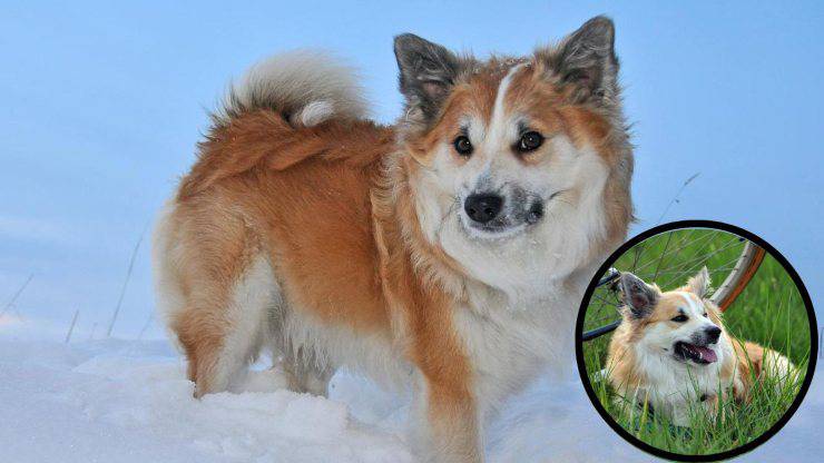 Lo que se sabe sobre el perro de Islandia y lo que hay que saber sobre él Curiosidades sobre el perro de Islandia