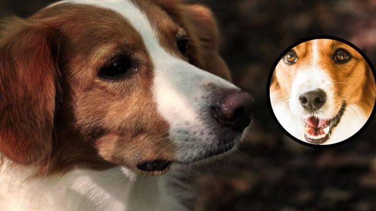 Lo que se sabe sobre la raza Kooikerhondje: Curiosidades sobre el Kooikerhondje: