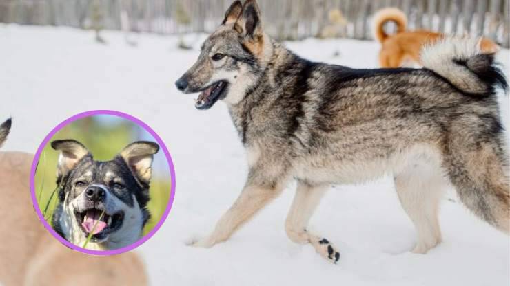 Qué descubrir sobre el Laika de Siberia Occidental Datos interesantes sobre el Laika de Siberia Occidental