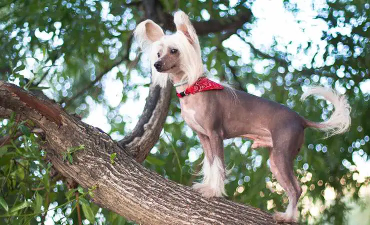 perro crestado chino