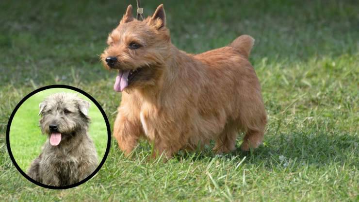 Los secretos de la raza Irish Glen of Imaal terrier Datos interesantes sobre el Irish Glen of Imaal terrier