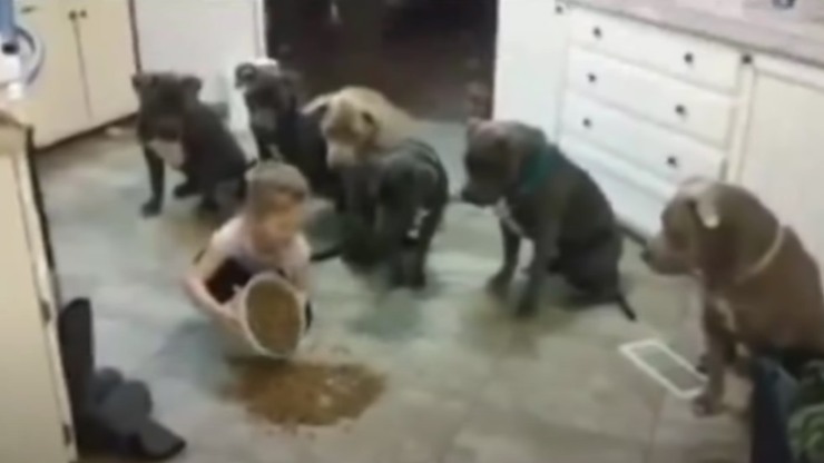 Niña con seis pit bulls