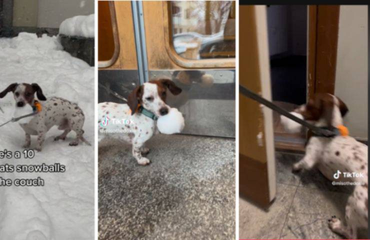 perro Miso sofá invierno