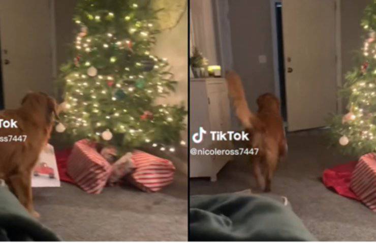 Regalo navideño de perrito ansioso