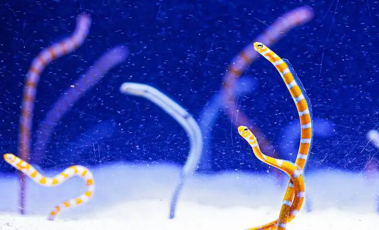 gusanos en el acuario