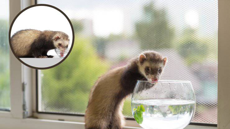 hurón busca agua