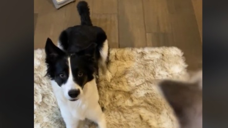 perro amigo gatos
