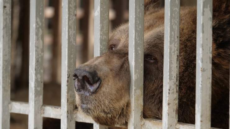 oso en jaula