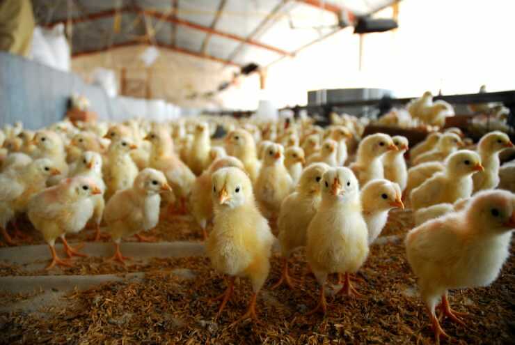 pollitos de granja Detener la matanza de pollitos machos para 2026: la decisión histórica aprobada por el Parlamento italiano