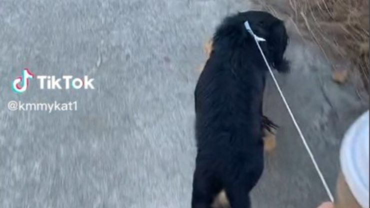 niña devuelve perro