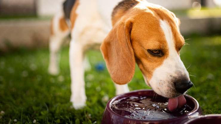diabetes insípida en perros