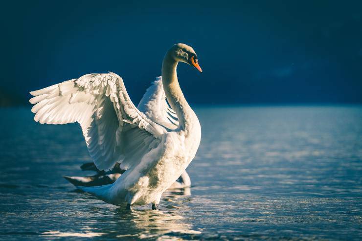 ¿Dónde vive el cisne mudo? ¿Dónde vive el cisne mudo?