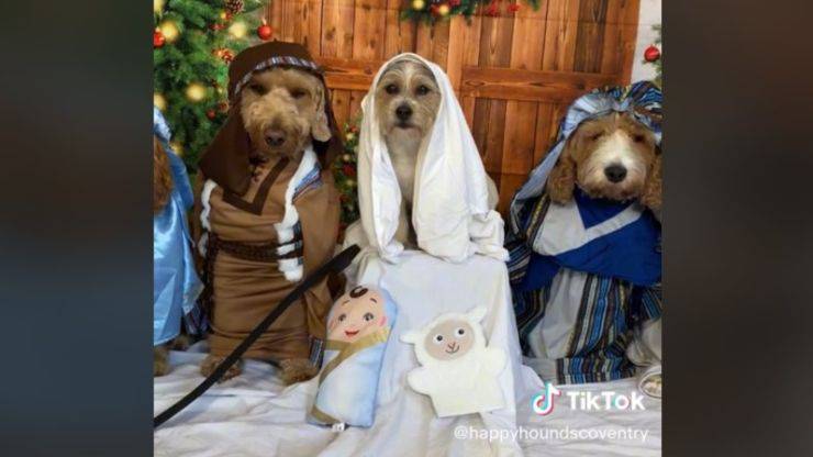 navidad con perros