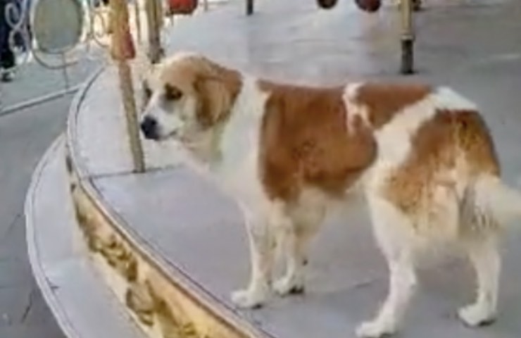 el perrito persigue el estado de ánimo del carrusel