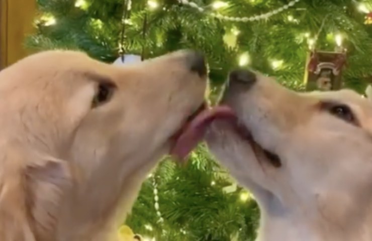 beso de oro bajo el muérdago