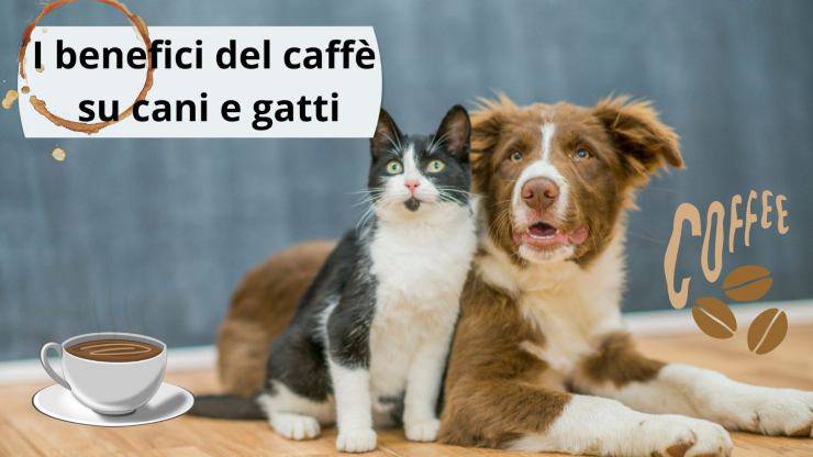 cafetería para mascotas