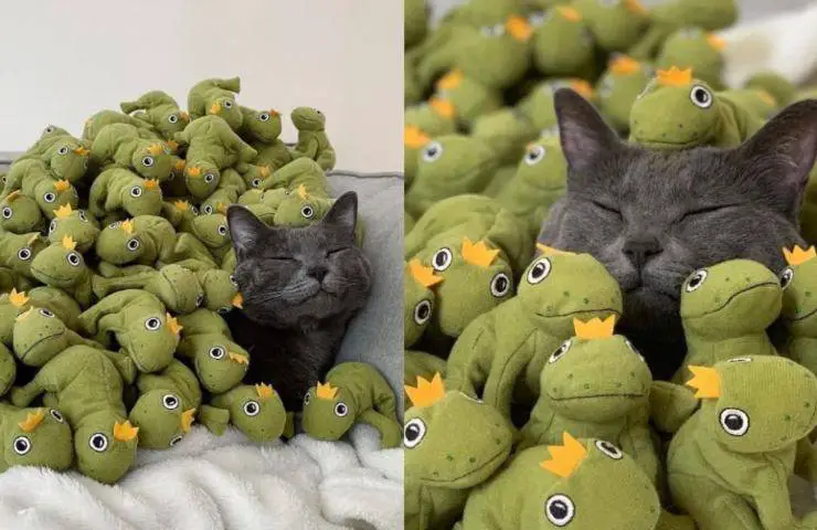 mochi gatito ranas de peluche