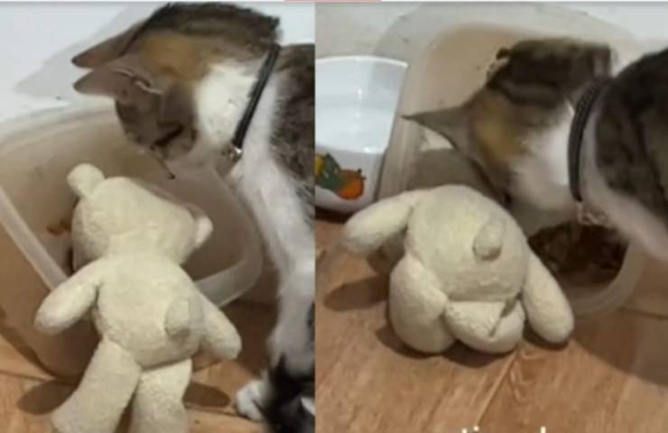 gato comiendo oso de peluche