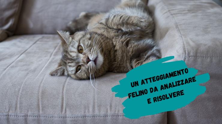 El gato araña el sofá. El gato araña el sofá.