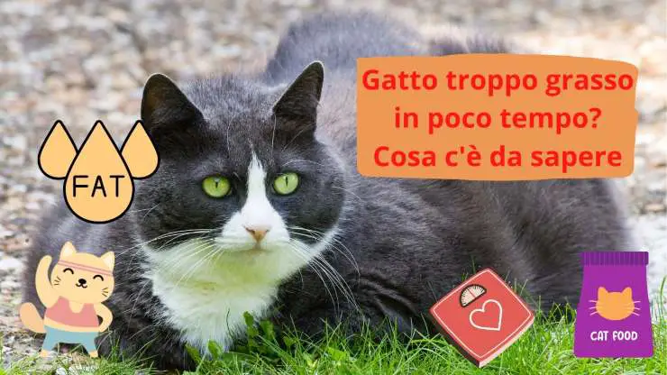 gato obeso