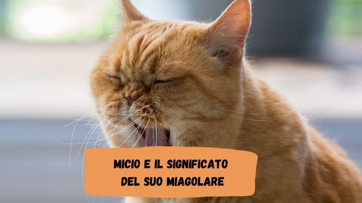 El gato maúlla cuando está solo. El gato maúlla cuando está solo.