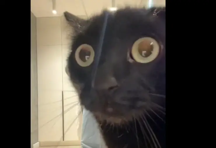 dueños de gatos molestos