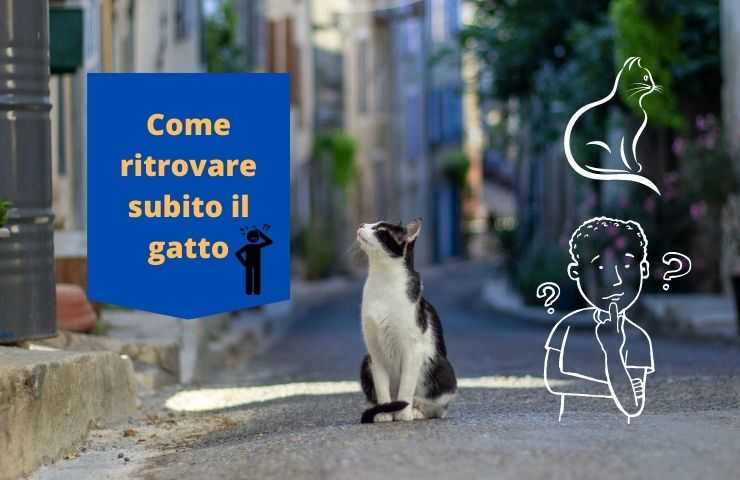 el gato sale de casa