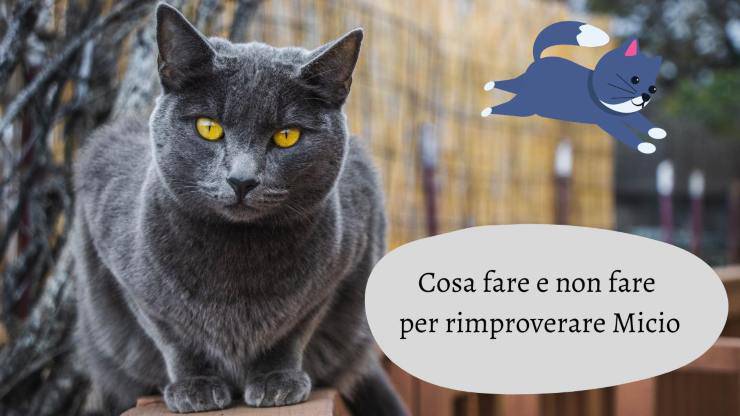 El gato se escapa cuando lo regaño El gato se escapa cuando lo regaño