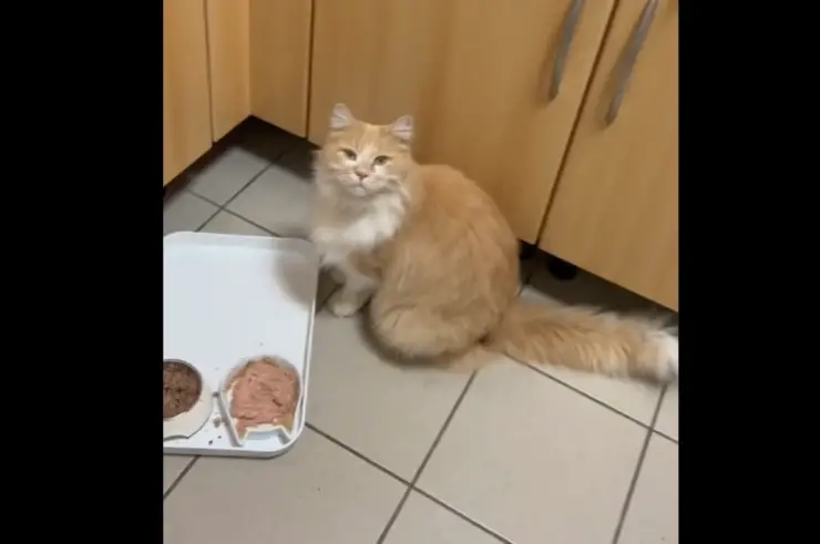 gato obsesivo compulsivo