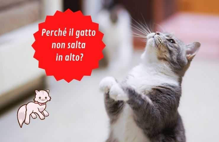 el gato no salta