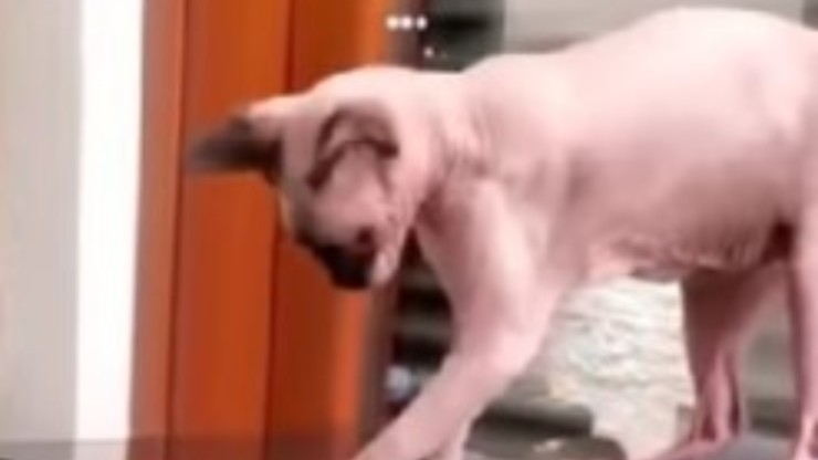 gato cristiano ronaldo