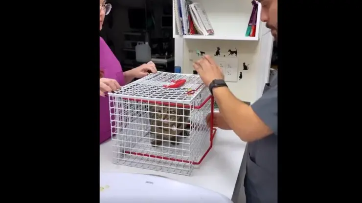 invento para vacunar gatos