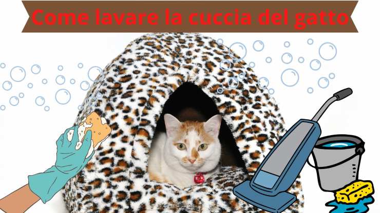Limpiar la cama del gato.