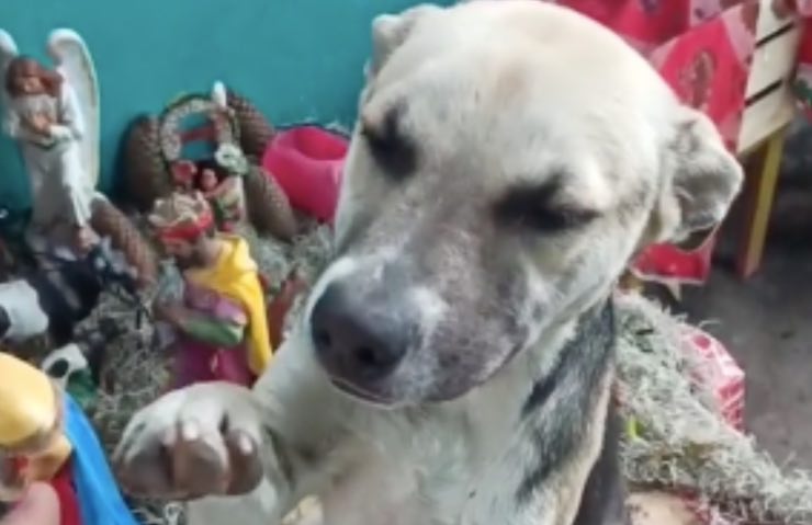 perro dorito huye finge