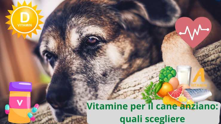 Ayudar a un perro anciano