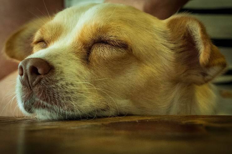 El perro duerme sobre la mesa. El perro duerme sobre la mesa.