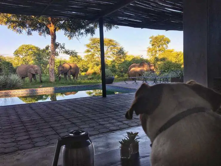 perro asustado elefantes